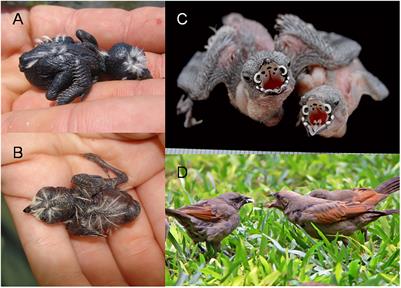 Tricking Parents: A Review of Mechanisms and Signals of Host Manipulation by Brood-Parasitic Young